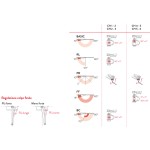 Cierrapuertas Justor CH Marcado CE para Puertas Cortafuego